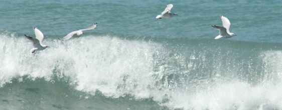 wave